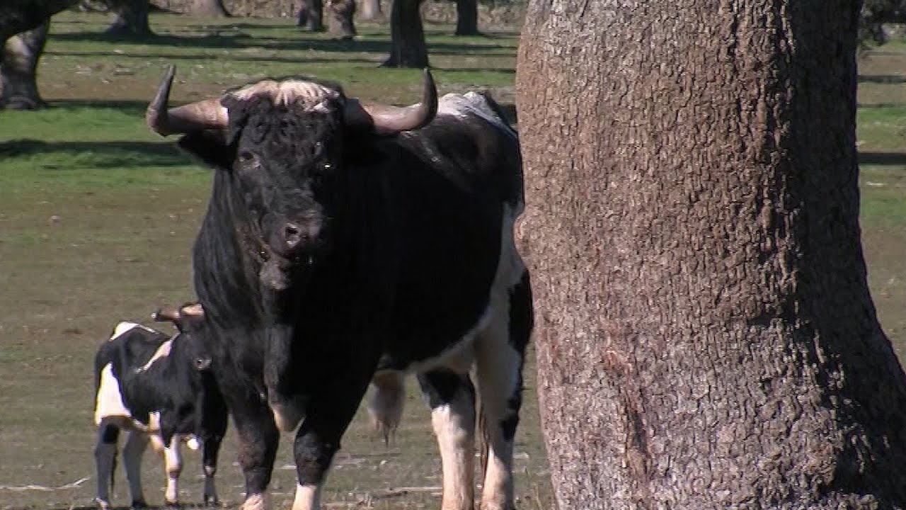 Barcial Patas Blancas Ganader&iacute;a de toros bravos