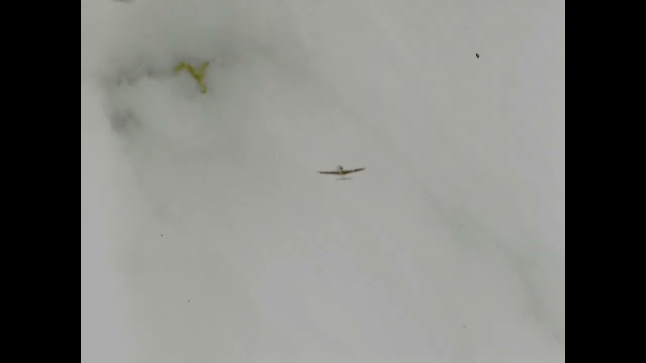 WWII Triple Ace Bud Anderson gun camera film - 8 May 1944.
