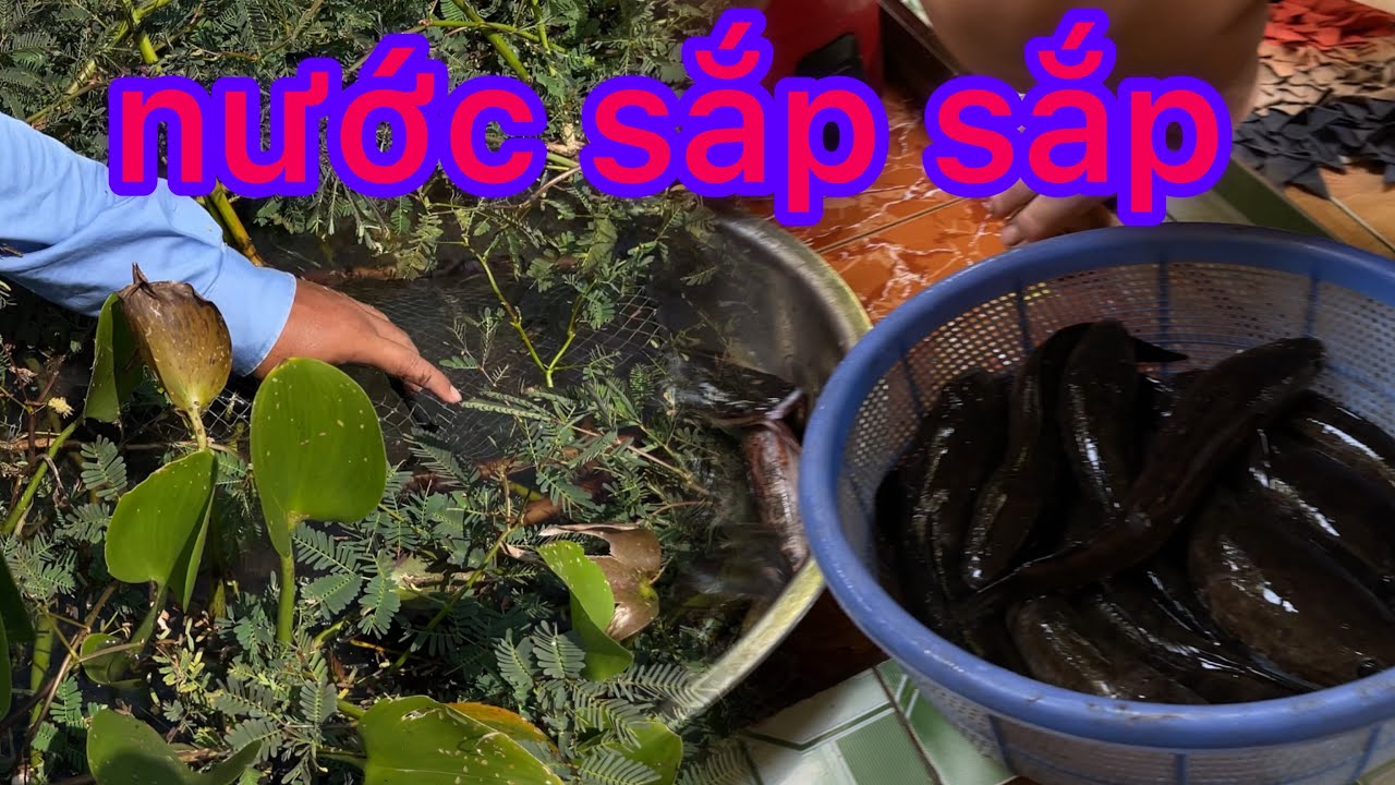 không ngờ nước mới sắp sắp . mà cá lóc chạy mạnh#mybp#localnews 