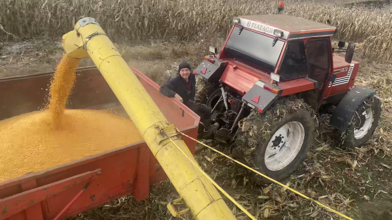 Recoltat porumb 2021 cu Batrâna Doamna new holland clayson m135 1968