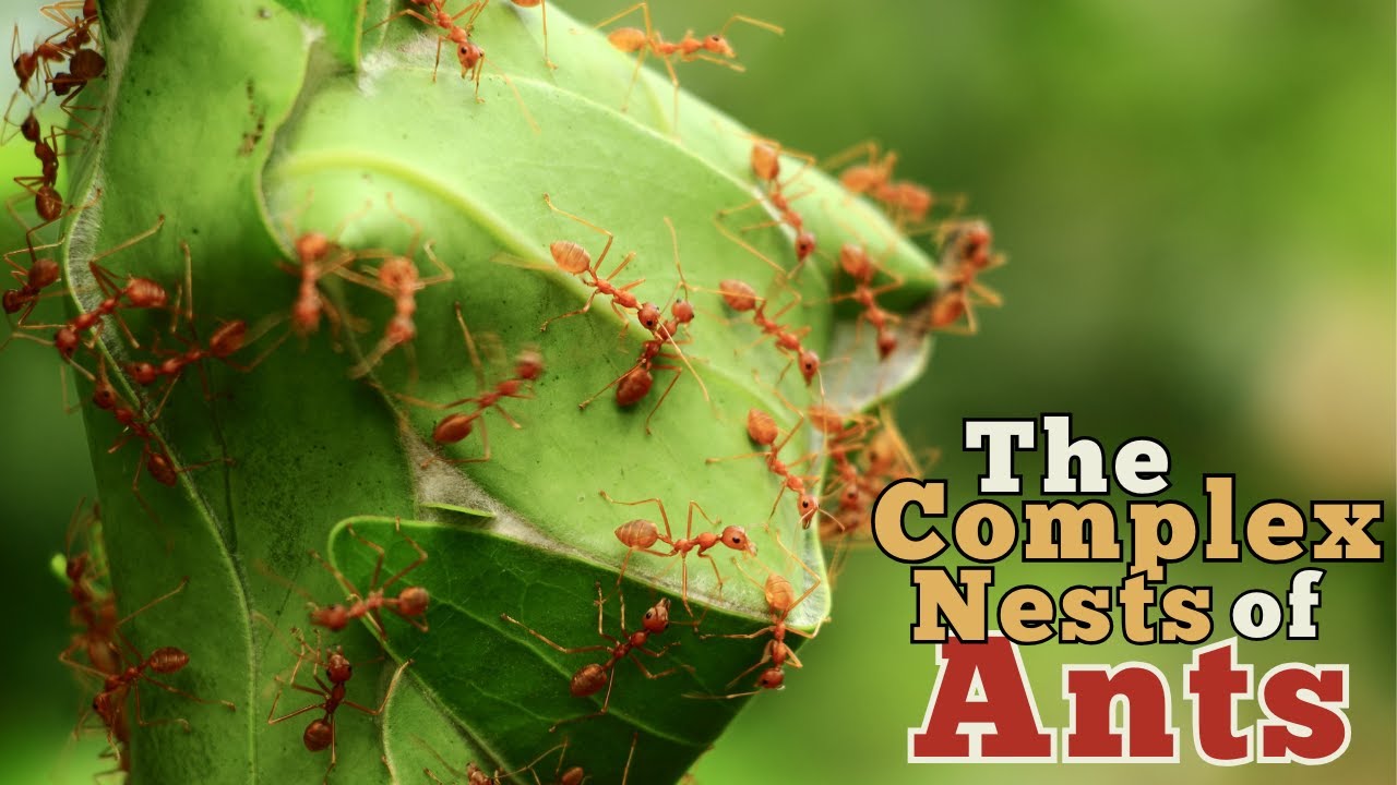 The Tiny Architects: How Ants Build Complex Nests
