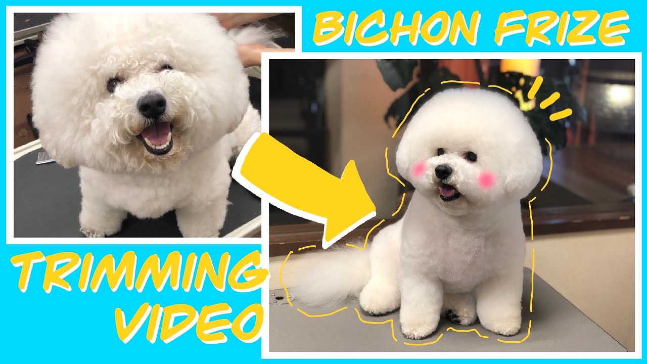 ビションフリーゼのトリミング動画【Bichon Frize Trimming】