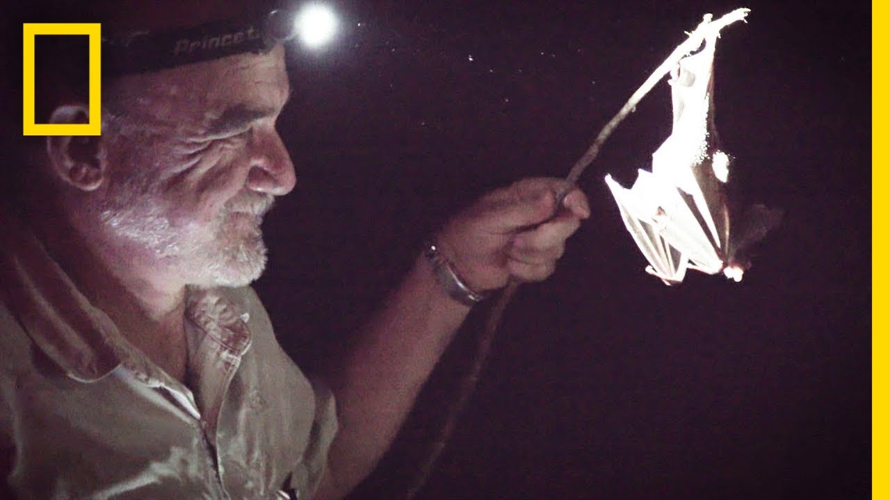 Follow Mexico's 'Bat Man' on a Search for Vampire Bats | Short Film Showcase