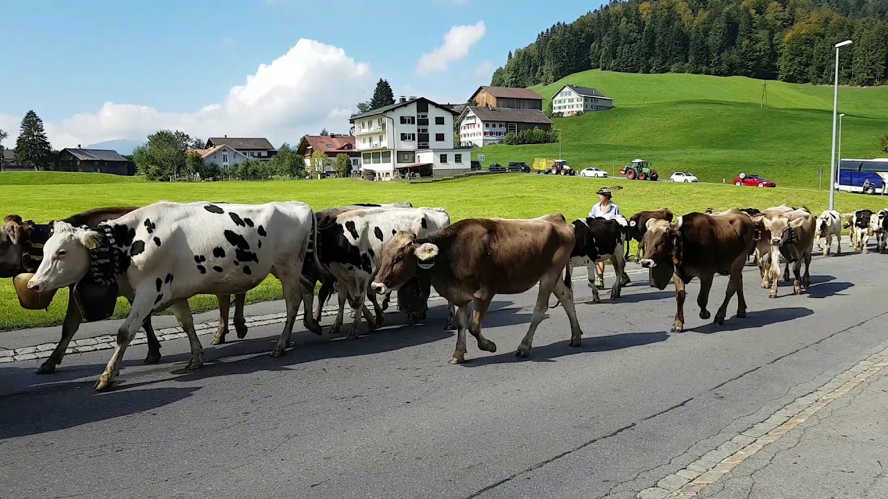 Alpabtrieb in Hittisau - Alpe 