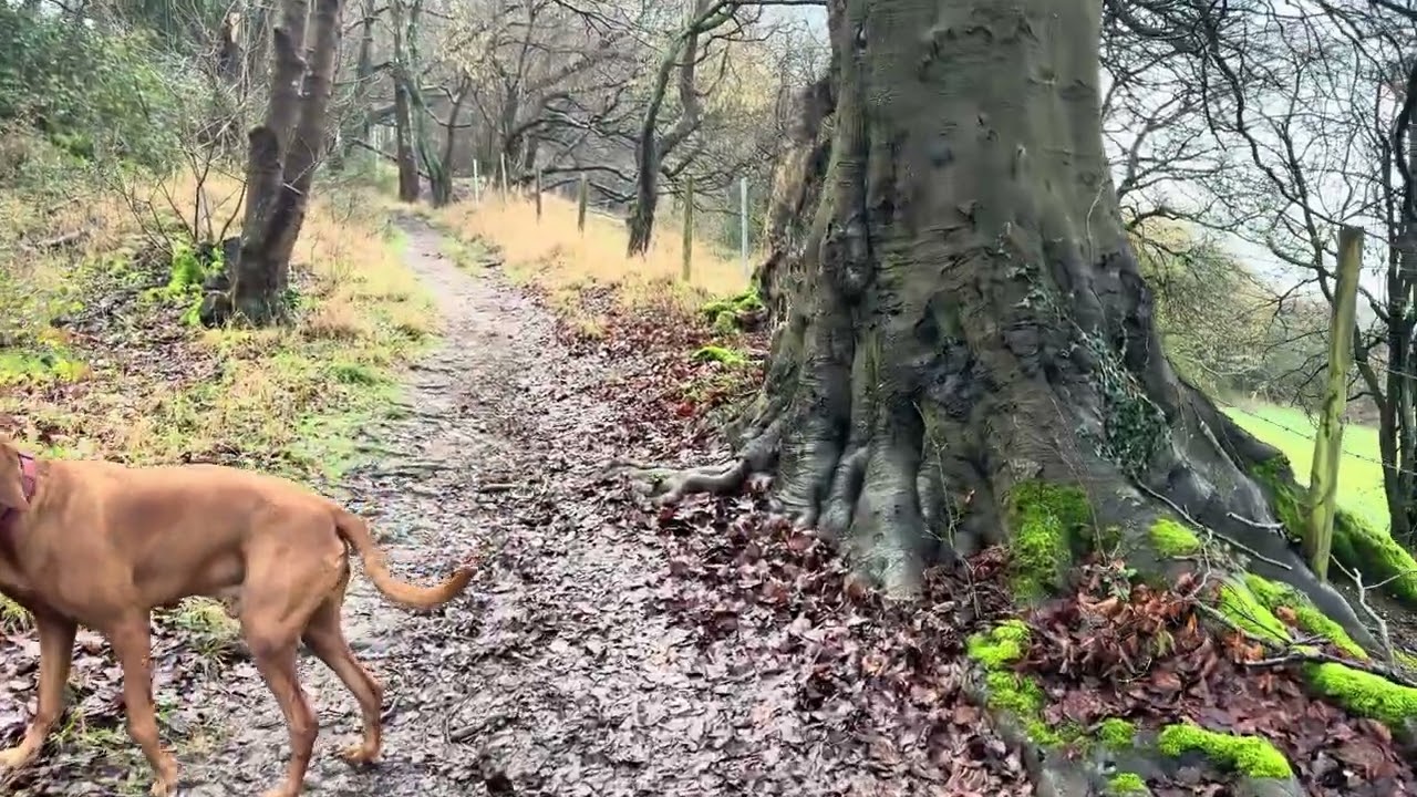 POV quiet, countryside walk Hampshire, Uk. Nature, asmr walk, birdsong, nature sounds, real walk.