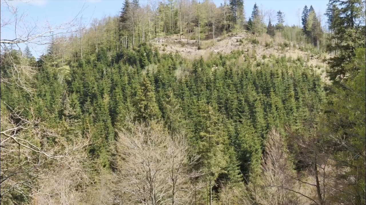 Zgodbe iz naših gozdov: Gospodarjenje v Trnovskem gozdu