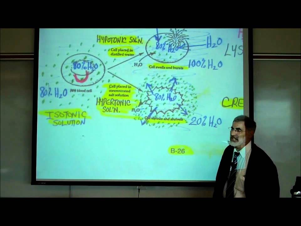 DIFFUSION, OSMOSIS & ACTIVE X-PORT ACROSS CELL MEMBRANES by Professor Fink