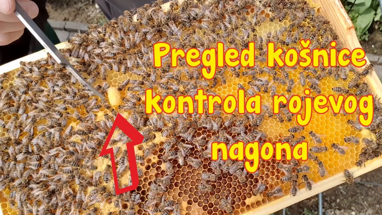 Pregled košnice kontrola rojevog nagona
