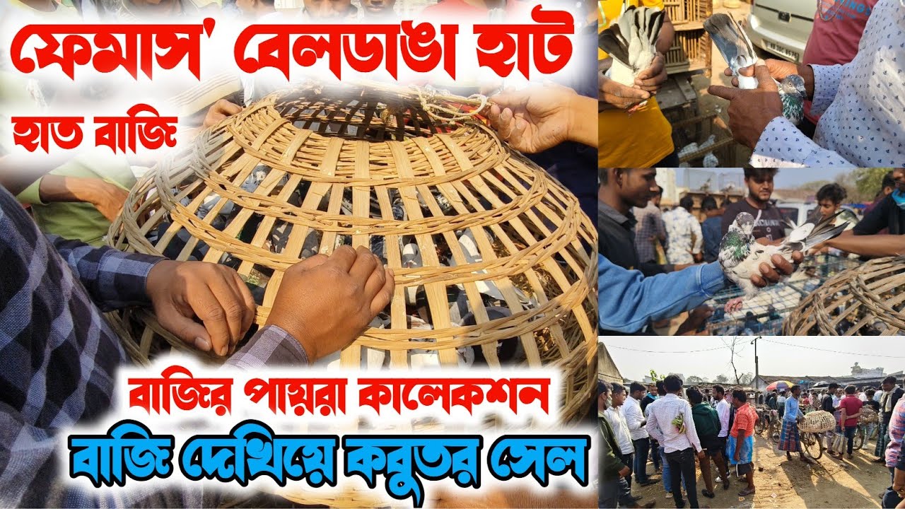 নীচে ও হাত বাজি কবুতর 😱| Beldanga Hat Murshidabad | Beldanga Pigeon Market 🔥 | বেলডাঙা কবুতরের হাট 🕊