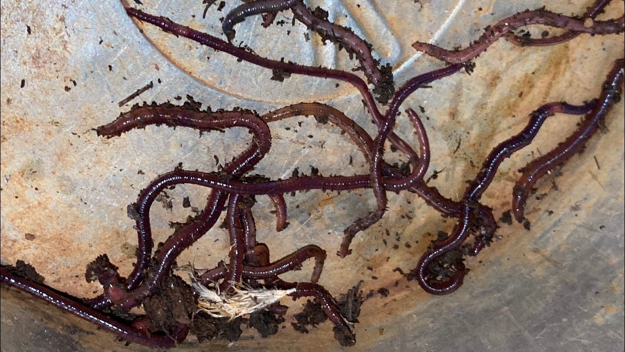 Today I caught many hungry earthworms.