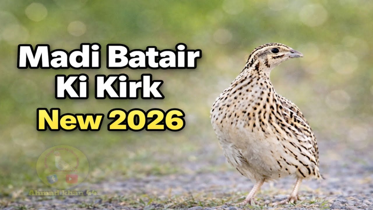 Madi Batair Ki New Awaz 2026,Female quail sound 2026,Bater ki awaaz, batair ki awaz
