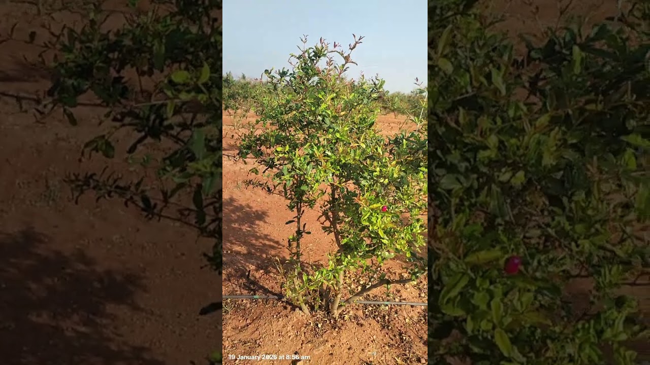 బ్యాక్టీరియా కంట్రోల్  pomegranate plants in telugu 