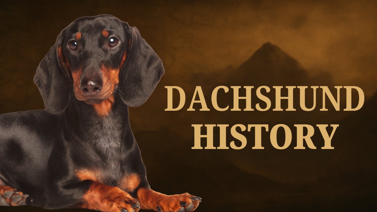 The Dachshund: A Warrior in a Clown Suit (True History)
