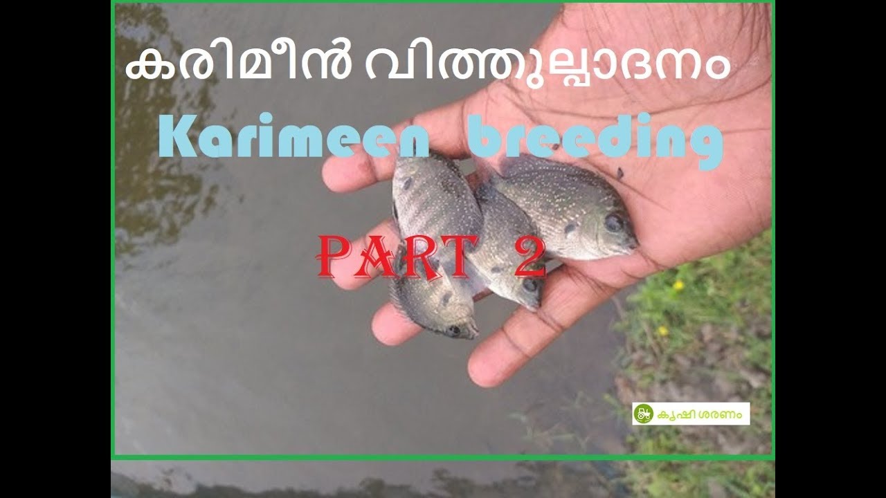 കരിമീൻ വിത്തുല്പാദനം (Artificial  Karimeen  breeding)- Part2