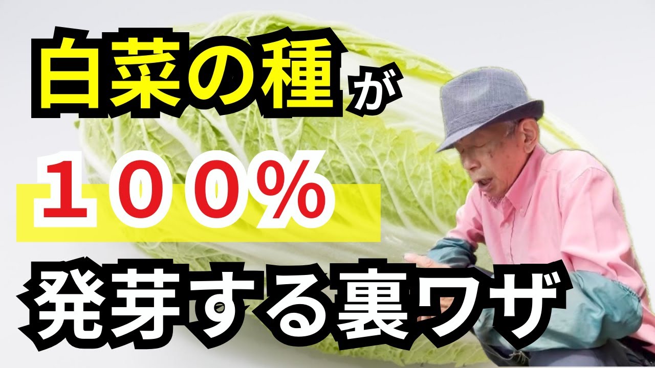 【裏ワザ】白菜の種の発芽率がほぼ100%！？驚きの種まき発芽法を大公開！
