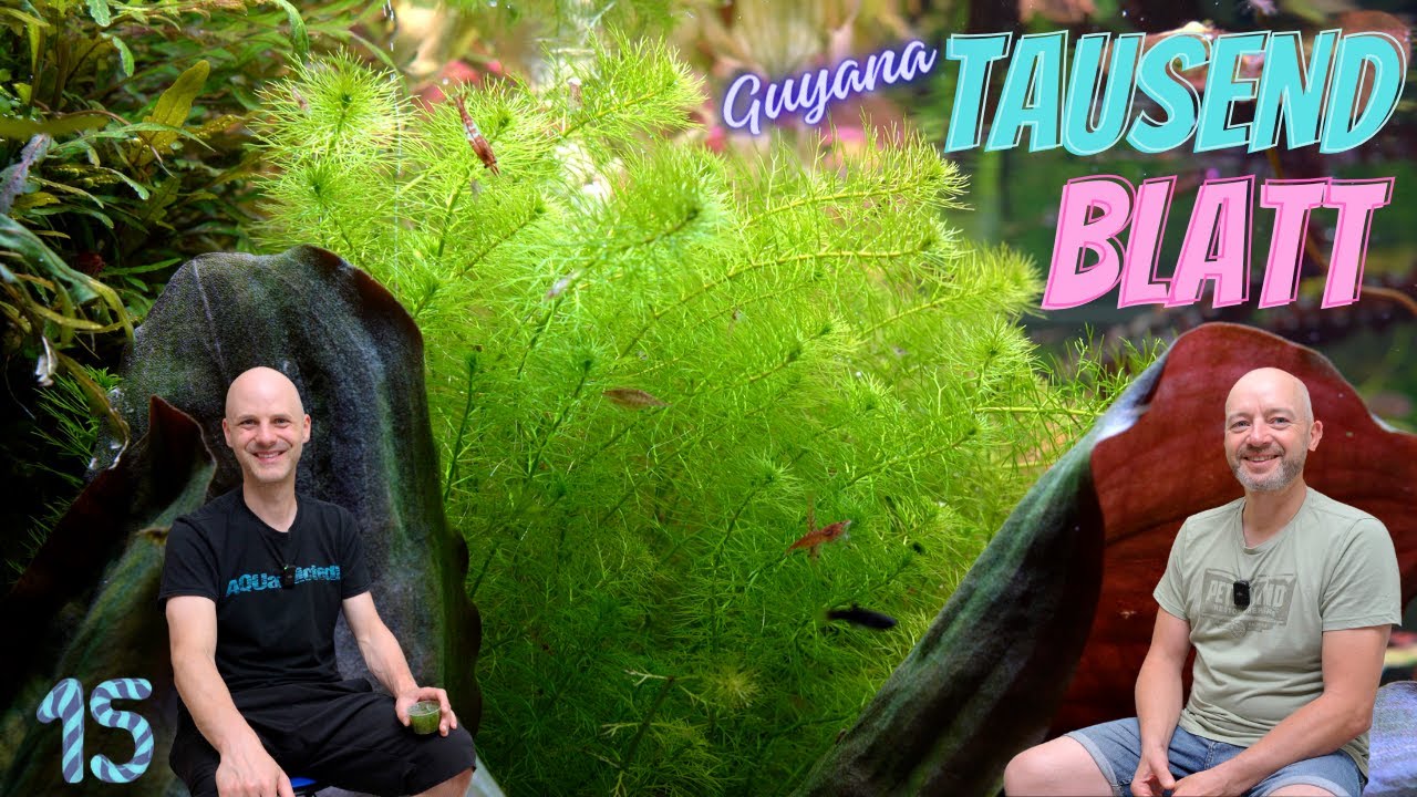 Hellgrüne Stängepflanze für kleine Aquarien | Guyana-Tausendblatt - Myriophyllum sp.  Guyana Tür 15