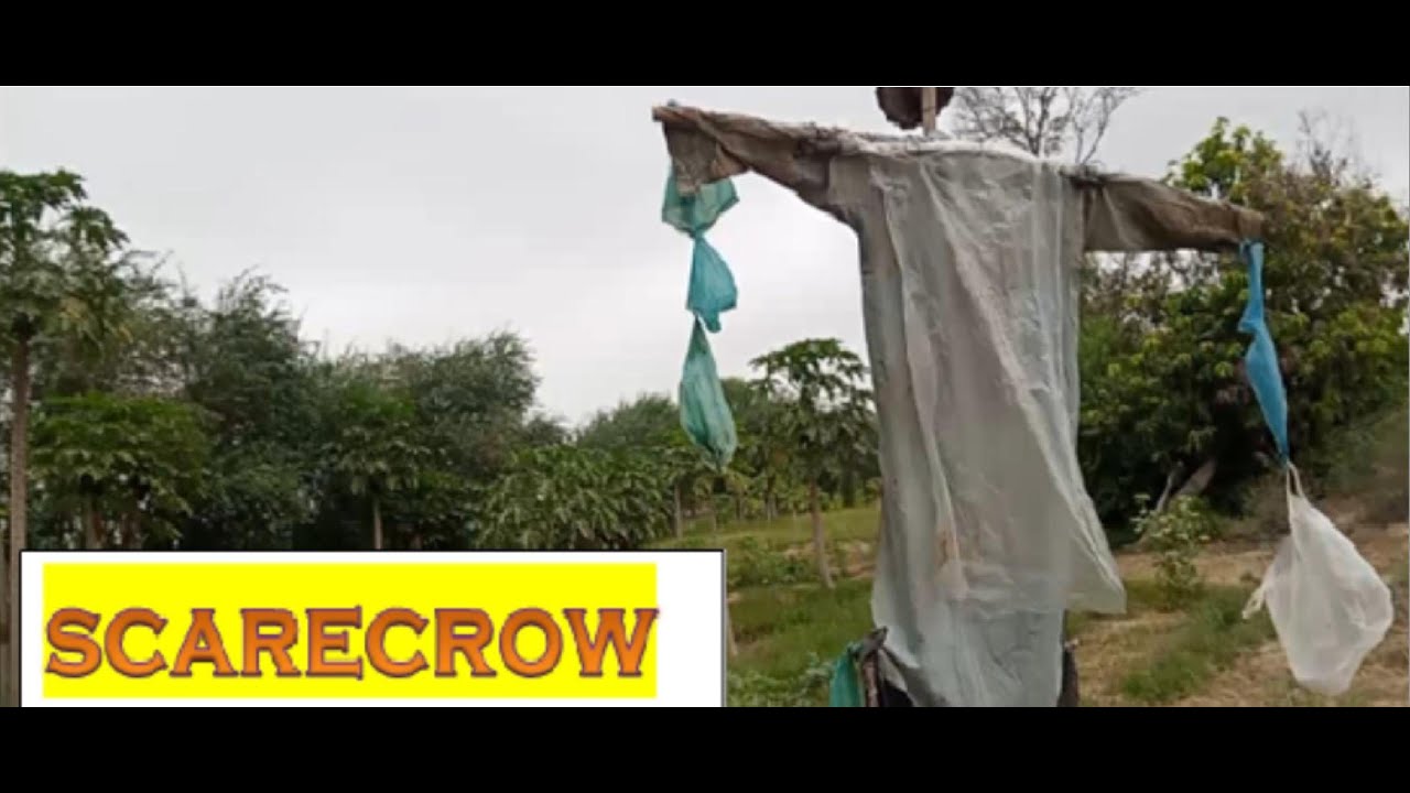 Bird and Animal Damage on the Farm: Building a Scarecrow Solution