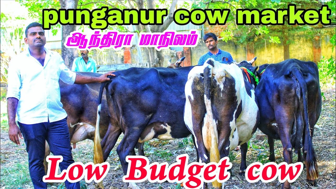 punganur cow market tamil low Budget cow ஆந்திரா மாநிலம் இந்த வாரம் எடுத்த சினை மாடுகள் 🥰