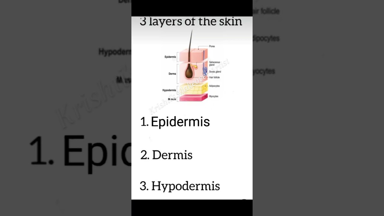 Layers of the skin/ 3 layers of the skin/ epidermis, darmis, hypodermis/ types of skin layer