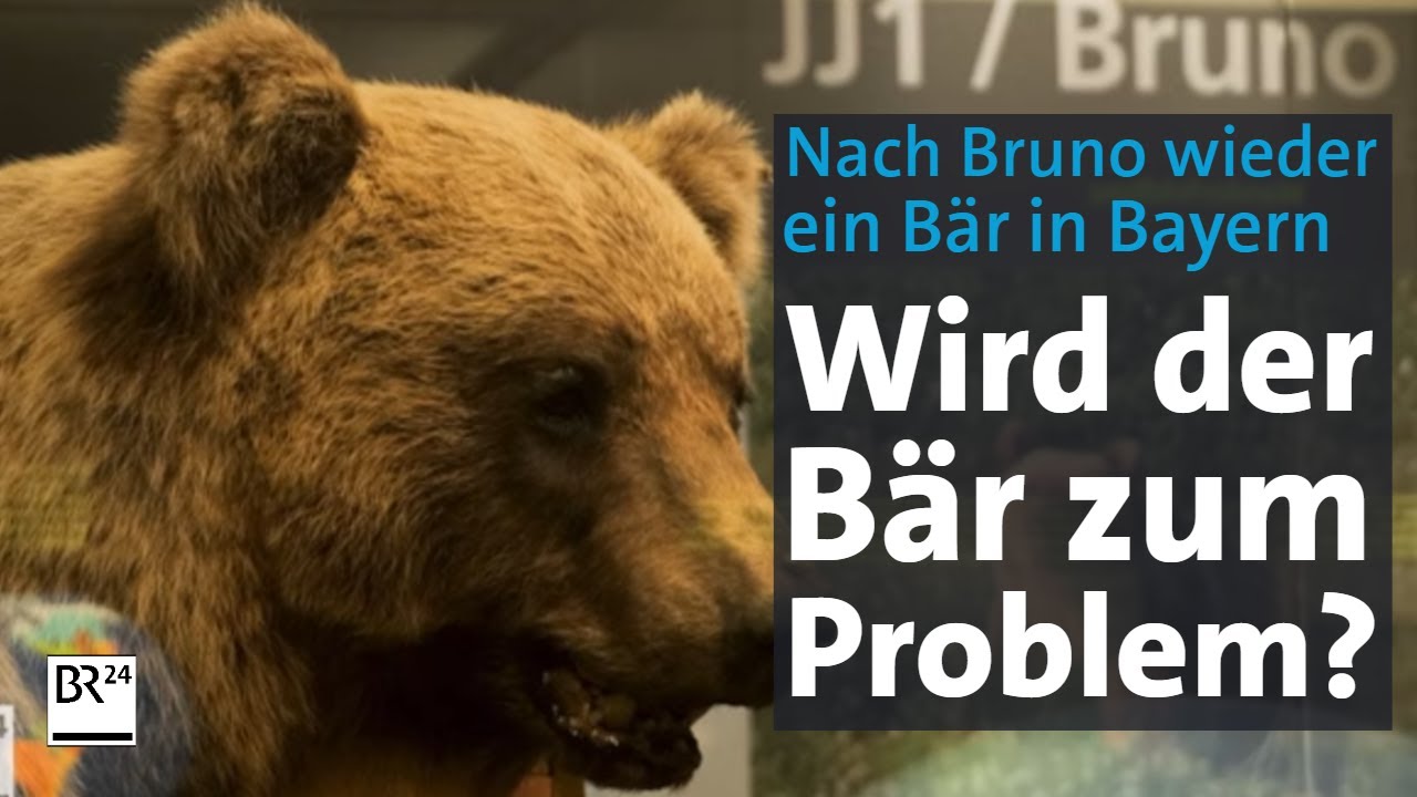 Nach Bruno wieder ein Bär in Bayern gesichtet: Wird der Bär zum Problem? | Abendschau | BR24