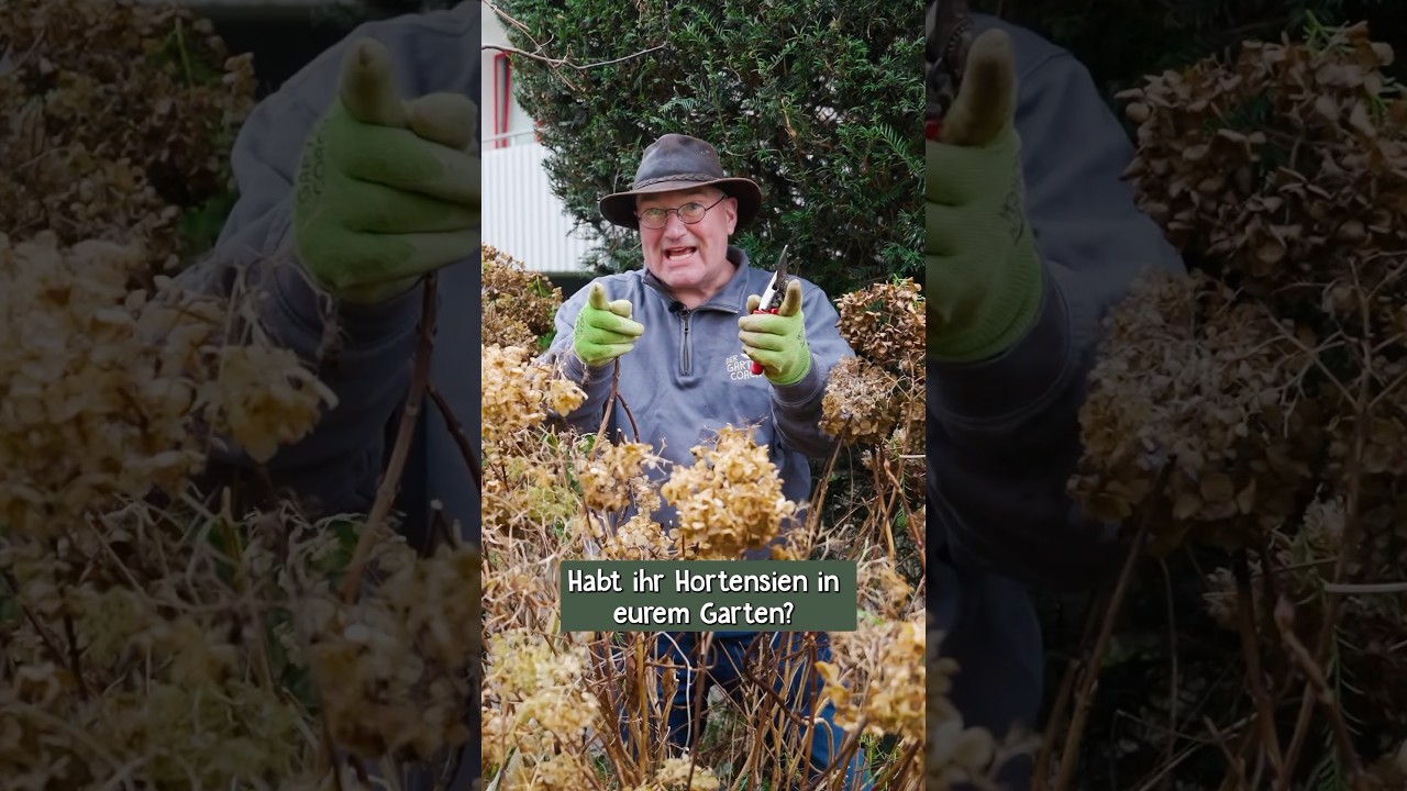 Bauernhortensie und Rispenhortensie schneiden ✂️