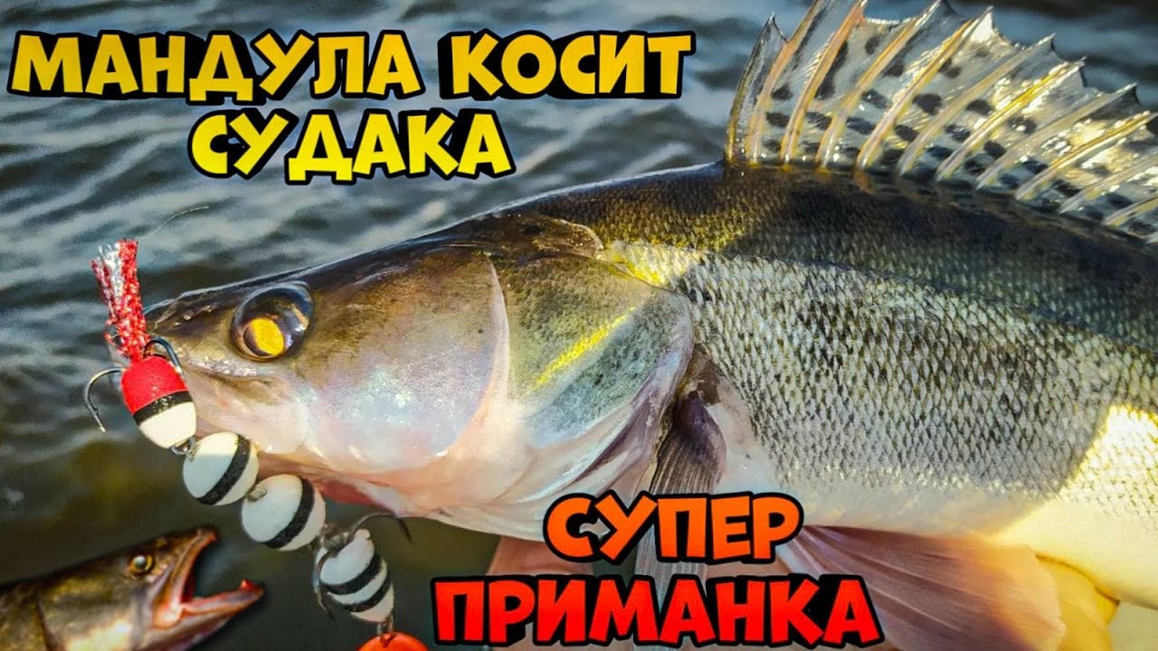 Мандула косит судака.  Супер приманка для ловли хищника.