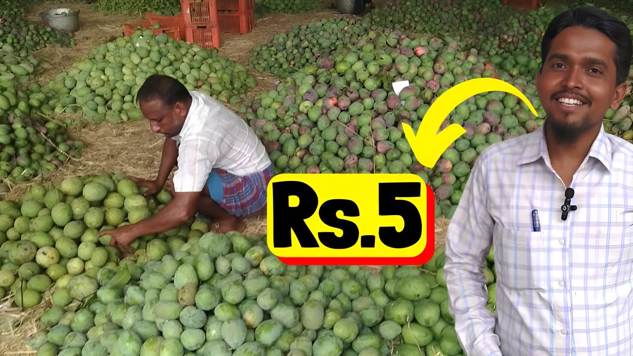 Dubai Export Alphonso Mango Wholesale Market | One 100 projects business ideas in Tamil!