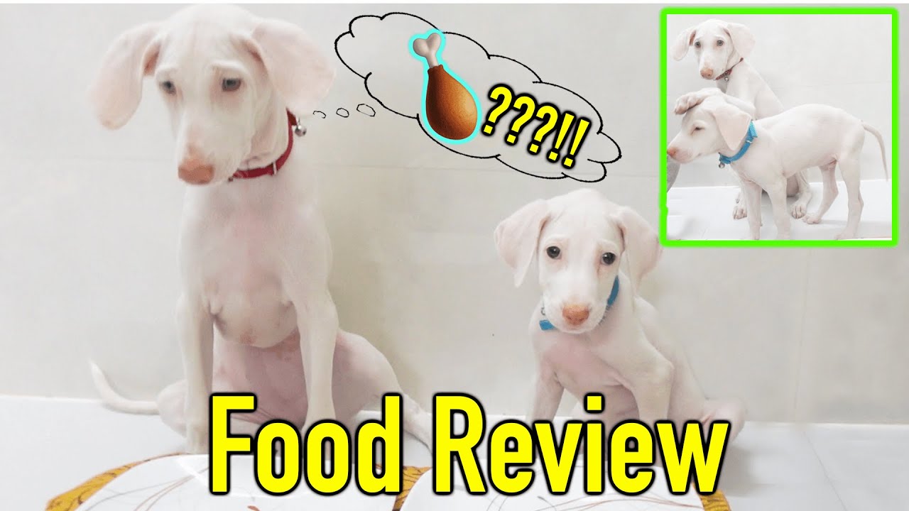 PUPPIES 🐶 FOOD REVIEW (WITH FRAAANDD) 🙈😂 | VelBros Tamil