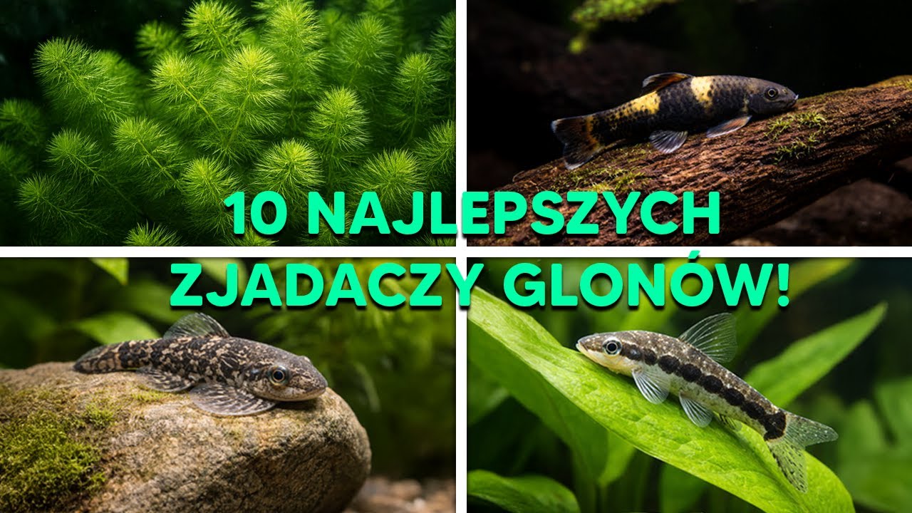 10 NAJLEPSZYCH ZJADACZY GLONÓW!