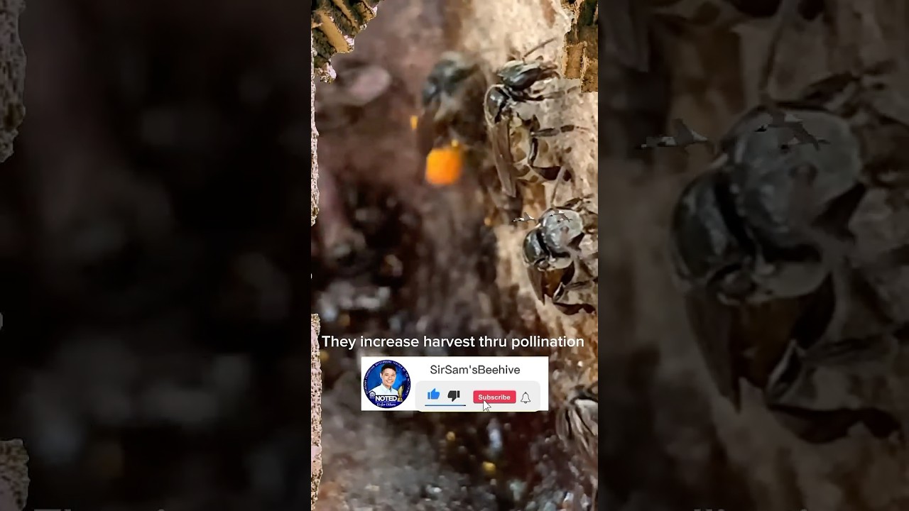 Bees help humanity #bee #stinglessbee #pollination #food #tips #honey #beekeepingtips #facts #hive