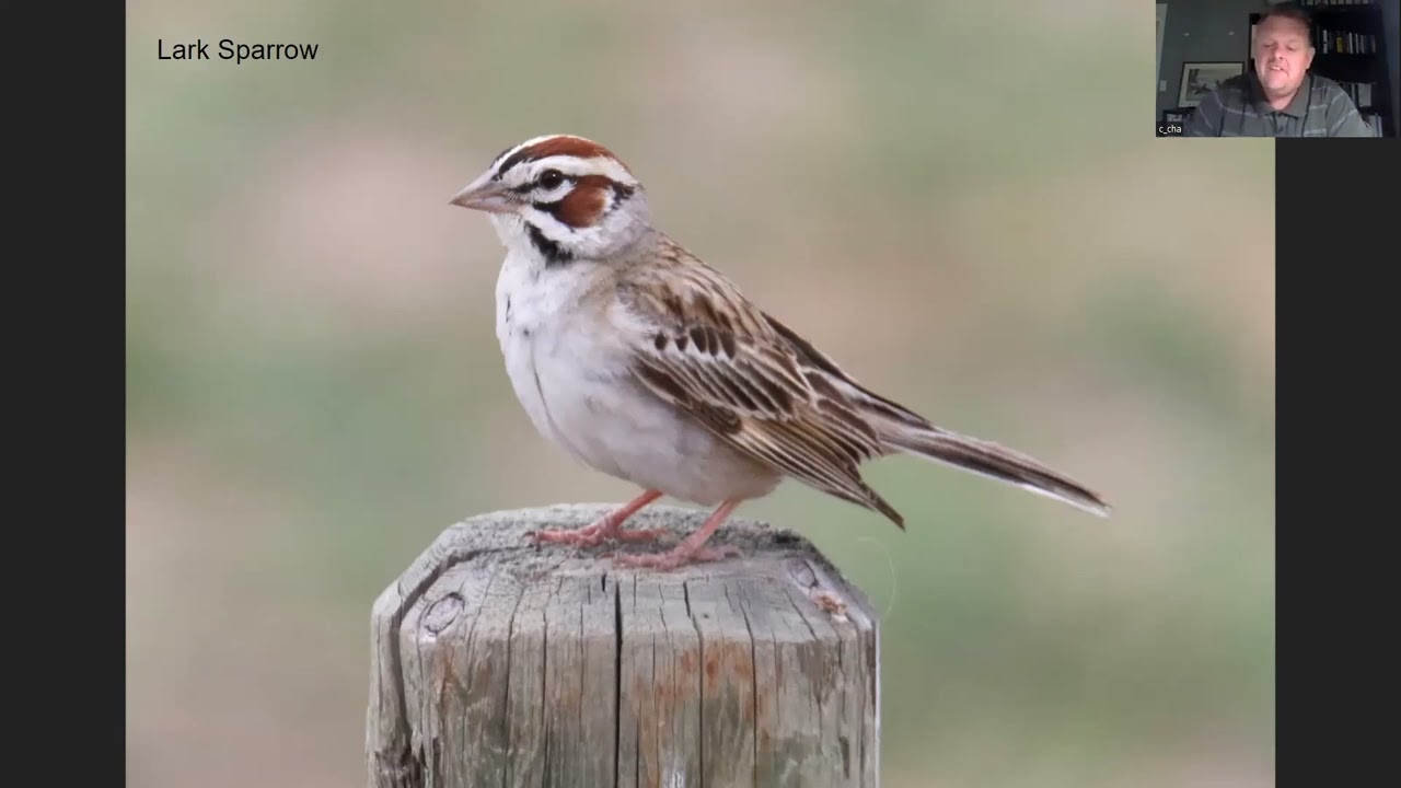Birding in Saskatchewan, Canada with Chris Charlesworth