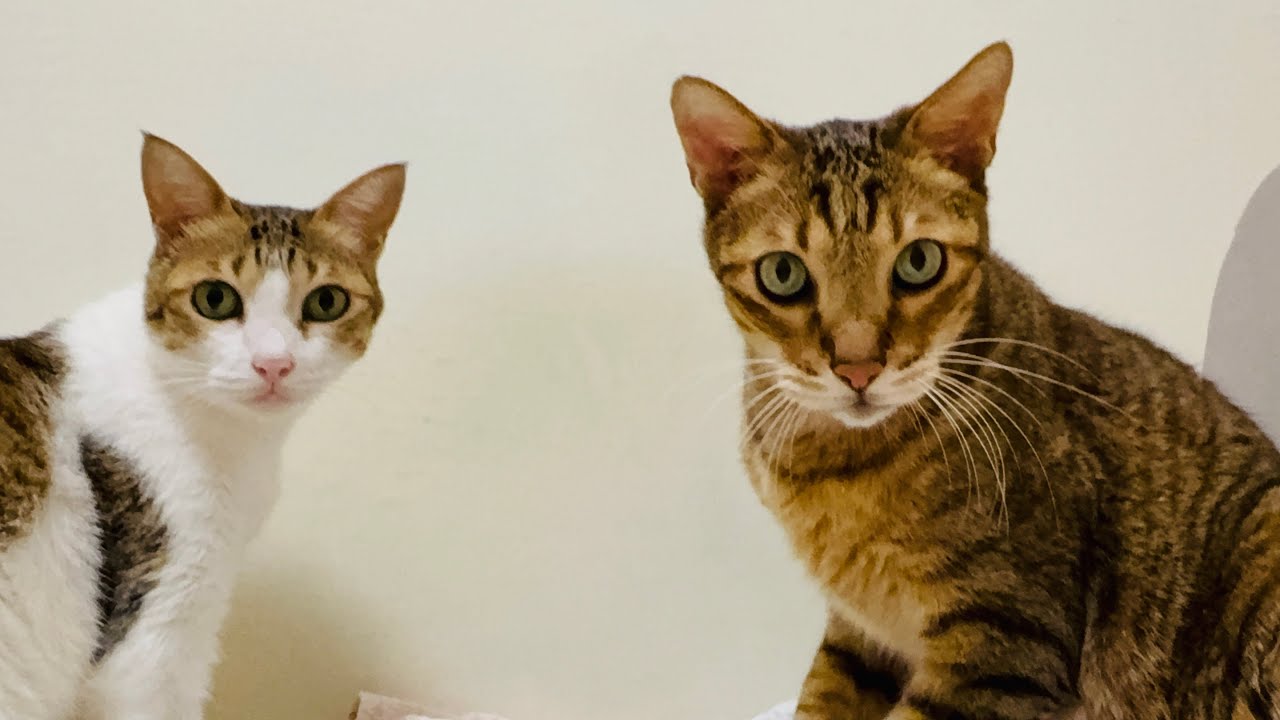 CATS VLOG|在擱淺的日子成為自己的光✨