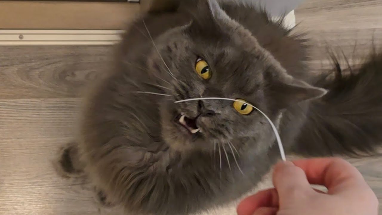 Icht dachte ich bekomme Katzen aber es sind doch Hunde geworden