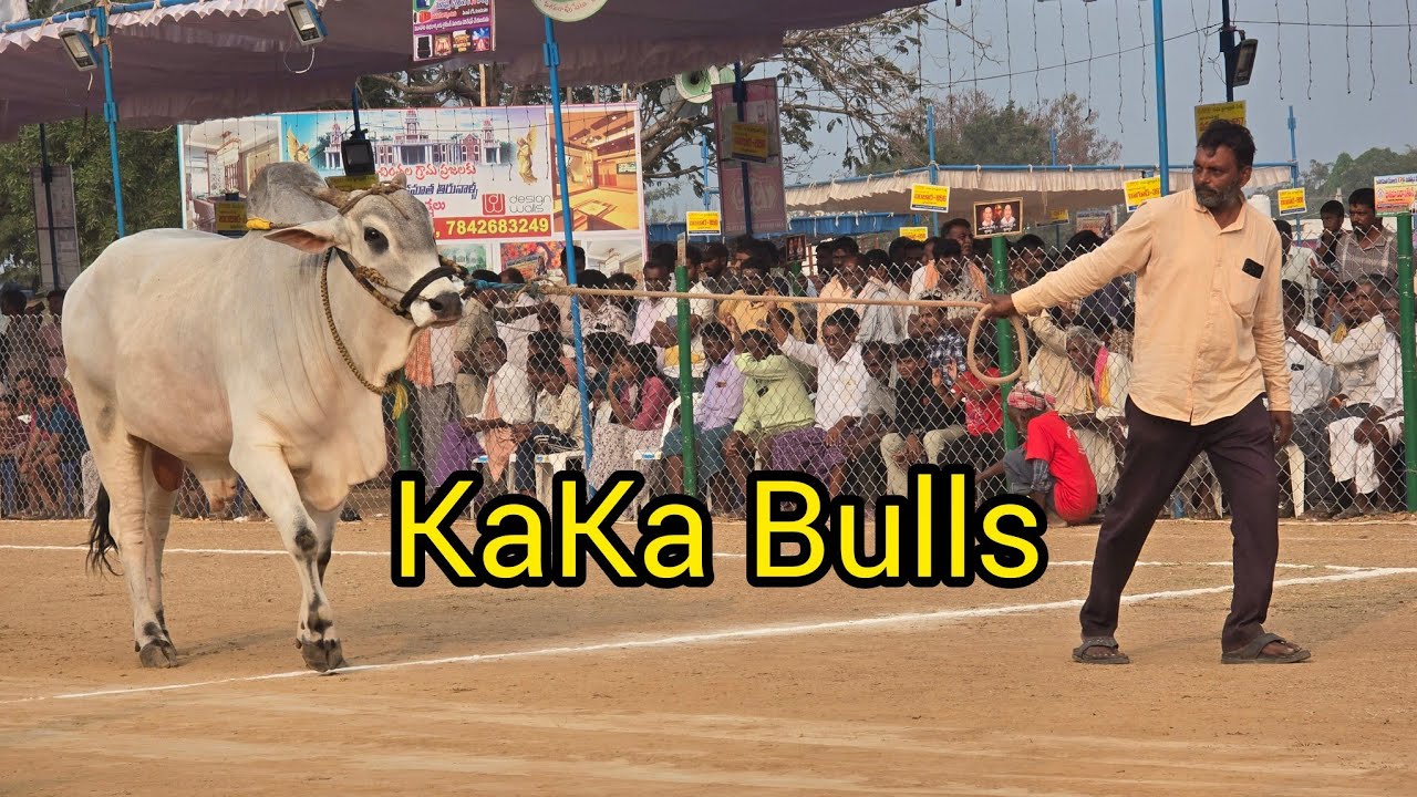 రెంటచింతల జూనియర్స్ 7జత.Kaka.Bulls. పోతిన లక్షిత్ చౌదరి గారు. కొండపాటూరు గ్రామం