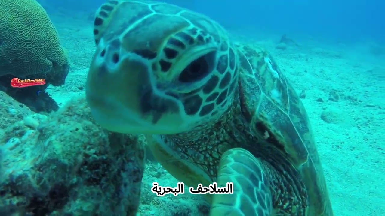 6 طرق مذهلة تختار بها الحيوانات قادتها!