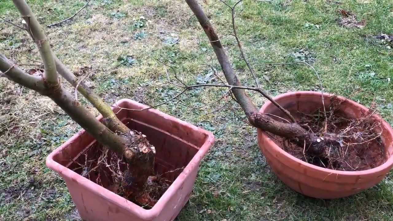 2022 Gartenfindlinge Sommerlinde und Deutsche Eiche