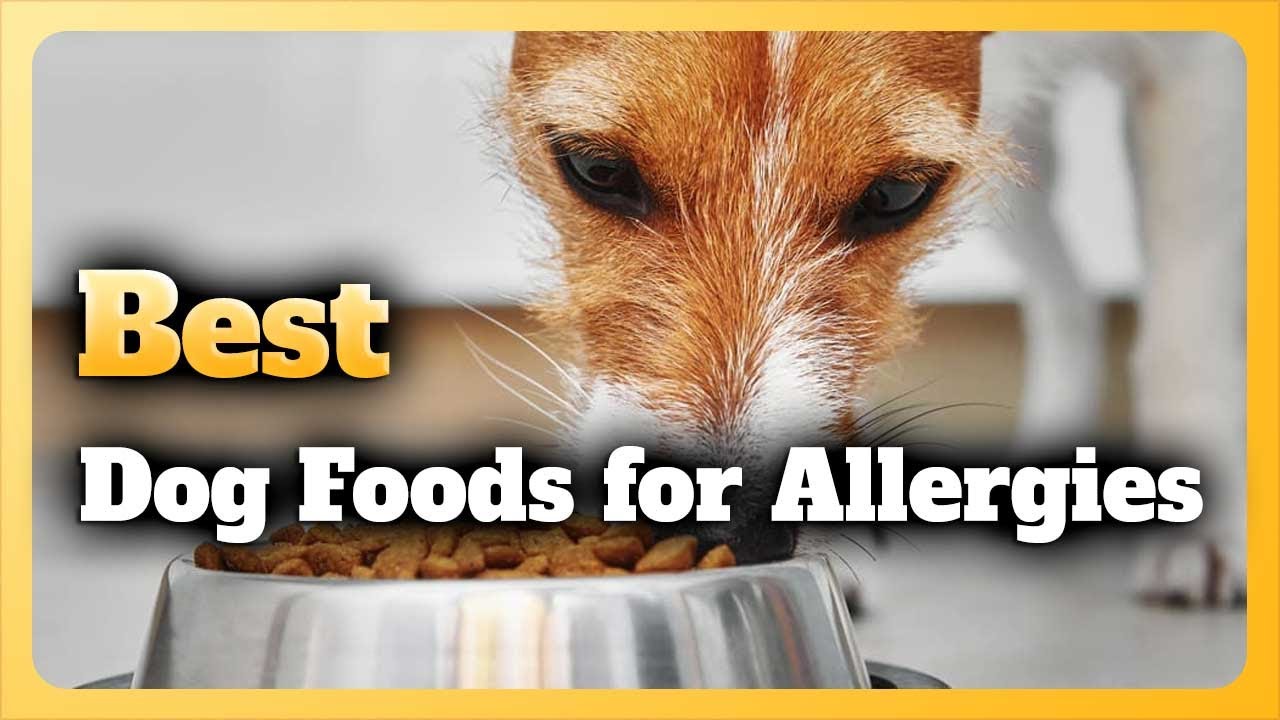 6 Best Dog Foods for Allergies