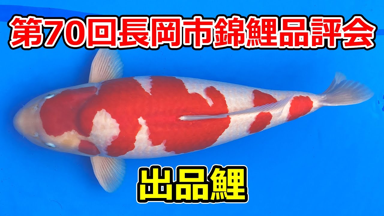 【出品鯉】第70回長岡市錦鯉品評会　2023年10月29日