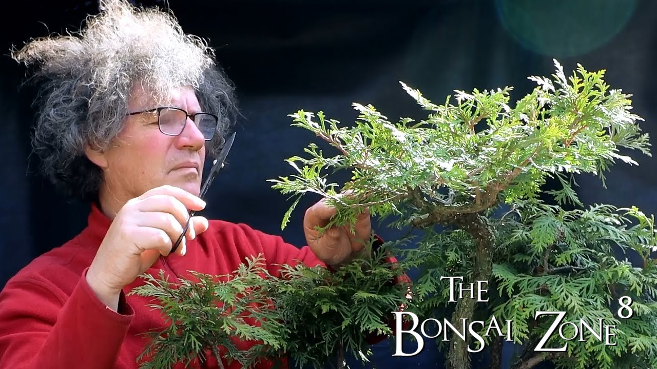 Pruning My Thuja Group Plantings, Part 2, The Bonsai Zone, May 2021