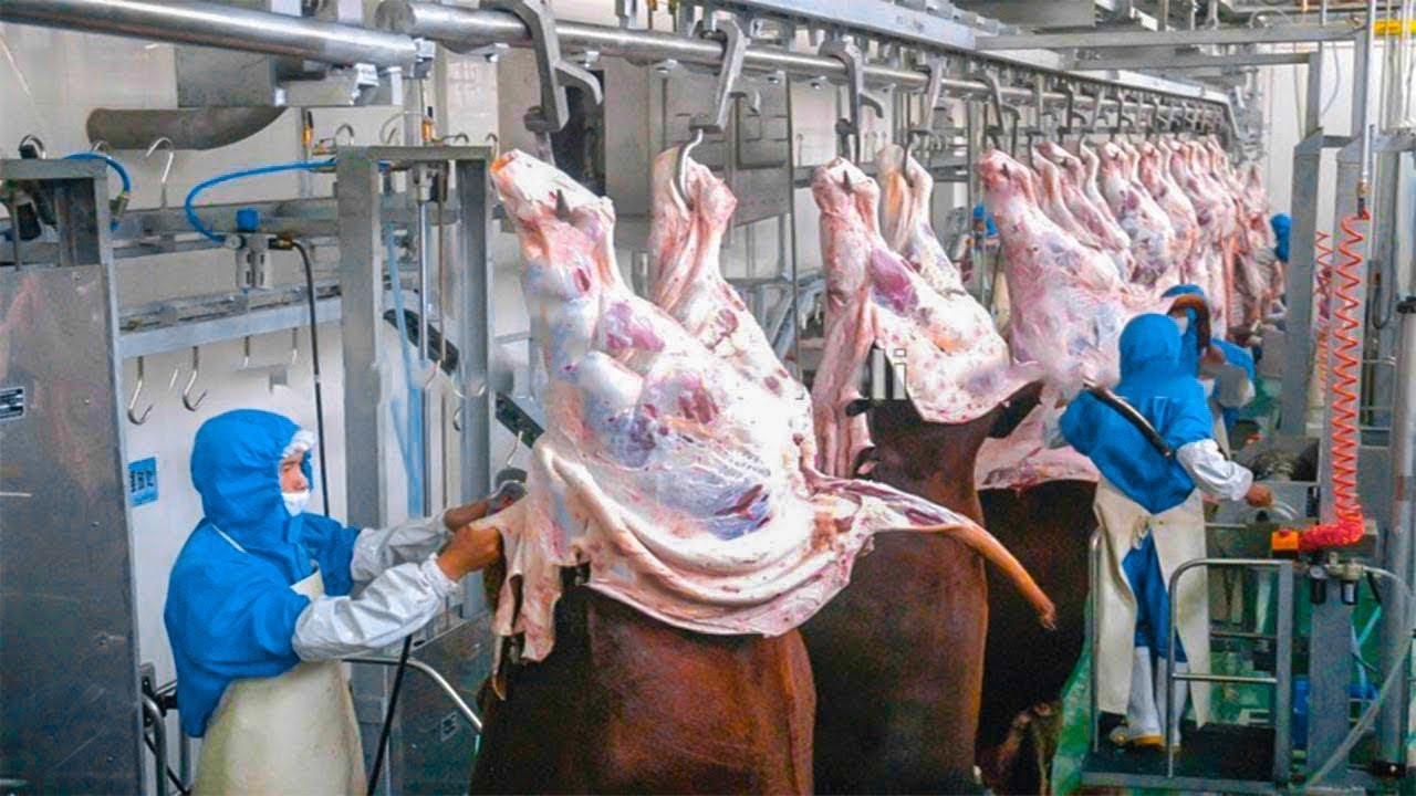 C&oacute;mo los ganaderos estadounidenses cr&iacute;an y procesan millones de ganado