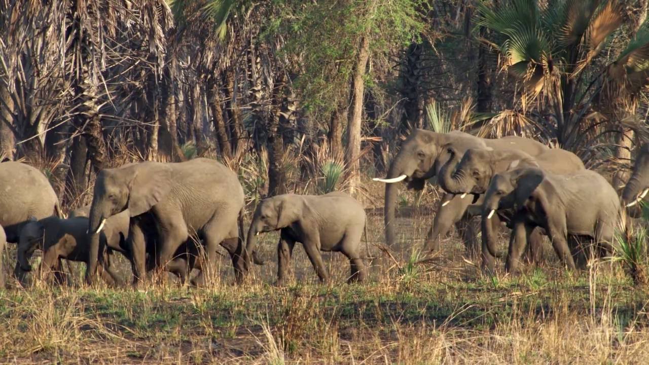 Selection for Tuskless Elephants | HHMI BioInteractive Video