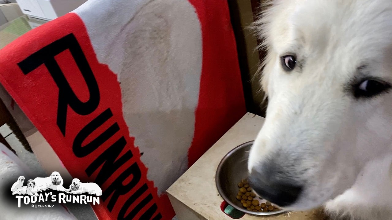 ご飯はのんびり味わって食べる派のリリーです Great Pyrenees　グレートピレニーズ