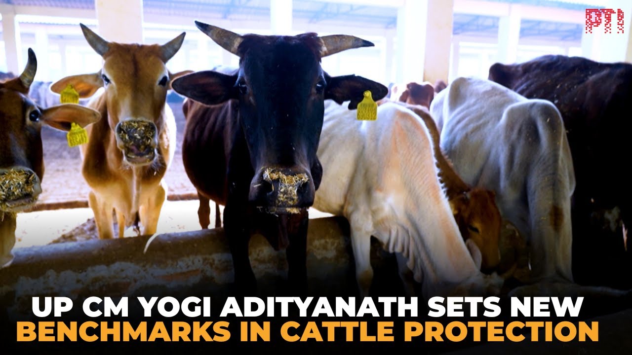 Uttar Pradesh Chief Minister Yogi Adityanath Sets New Benchmarks in Cattle Protection