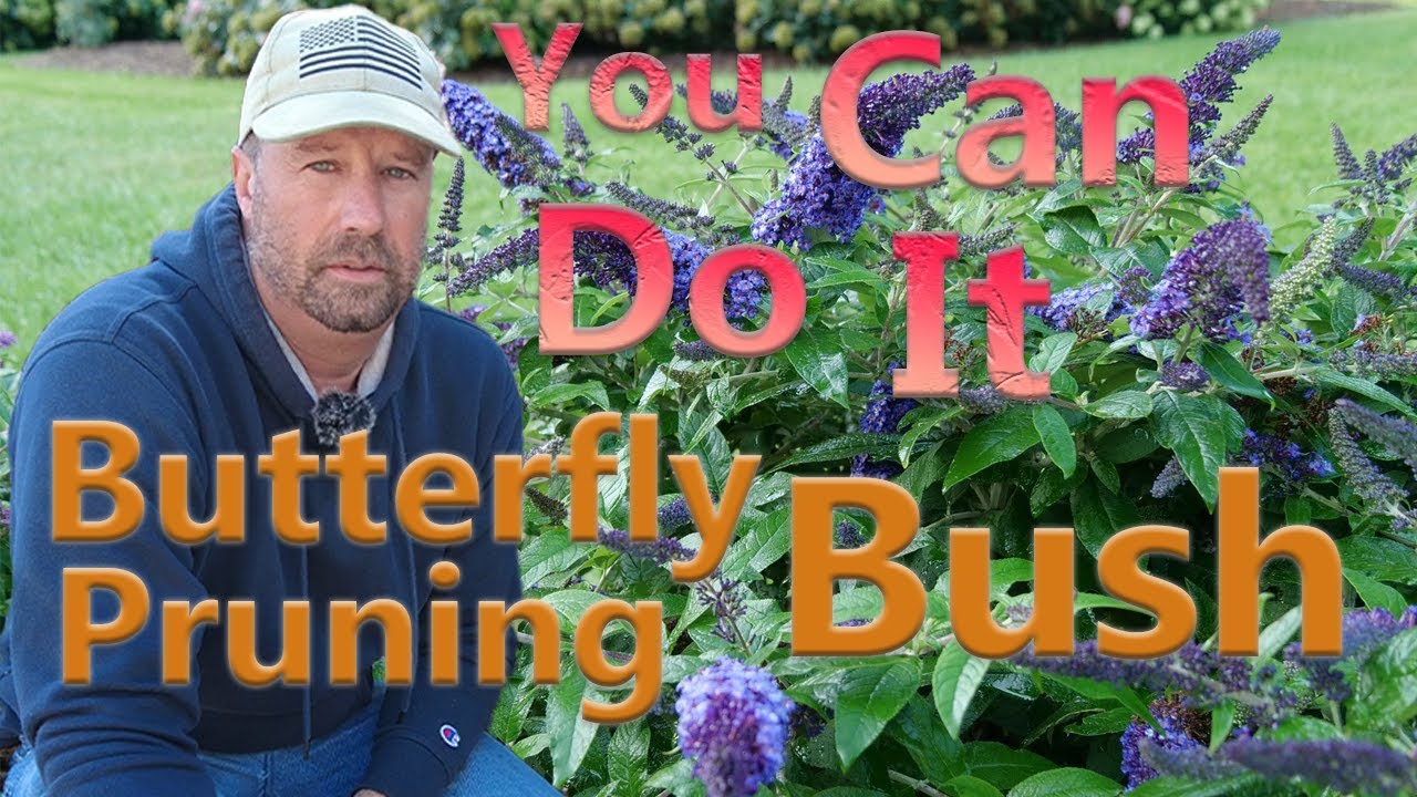 Pugster Blue Butterfly Bush Pruning ( A Year Later )
