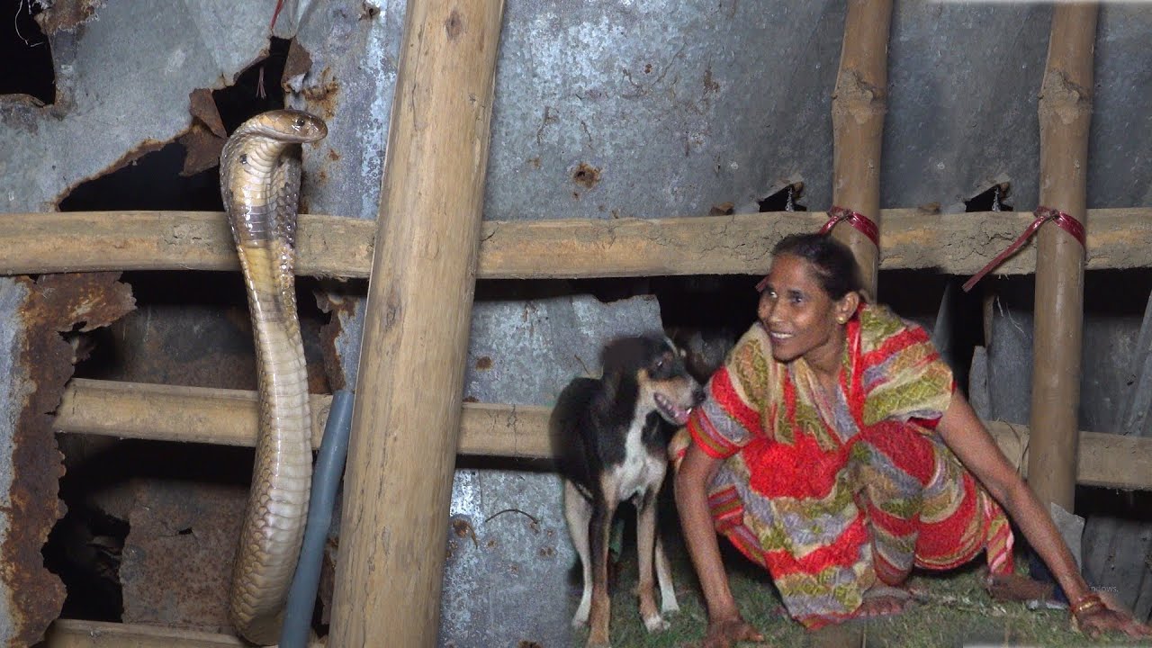 एक लंबा-चौड़ा खतरनाक मोनोकल कोबरा साँप फंसा था एक मिट्टी के घर में – फिर क्या हुआ देखो