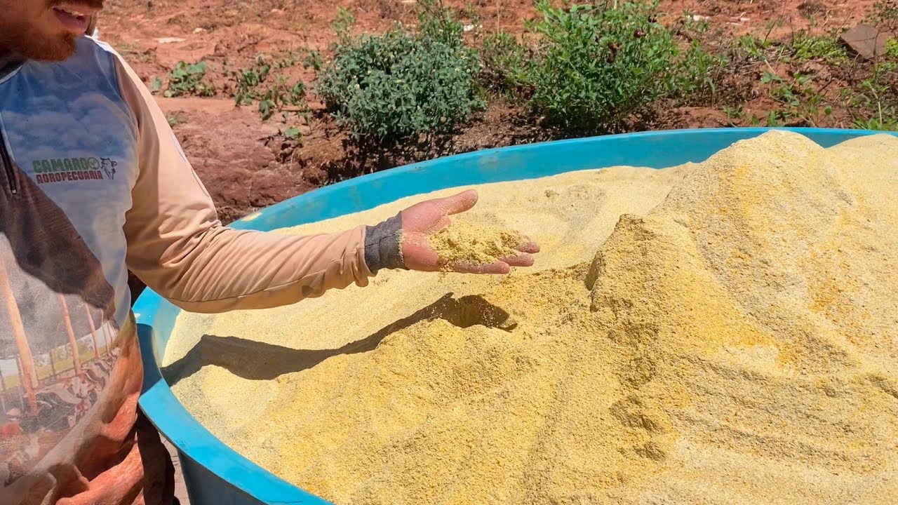 NOSSO PROTEICO ENERGETICO #gadodecorte #confinamento #agropecuaria #gadonopasto