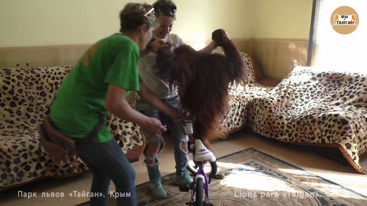 Подарок для Даны от наших подписчиков! Спасибо ВАМ! Тайган. Orangutan Dana and bike