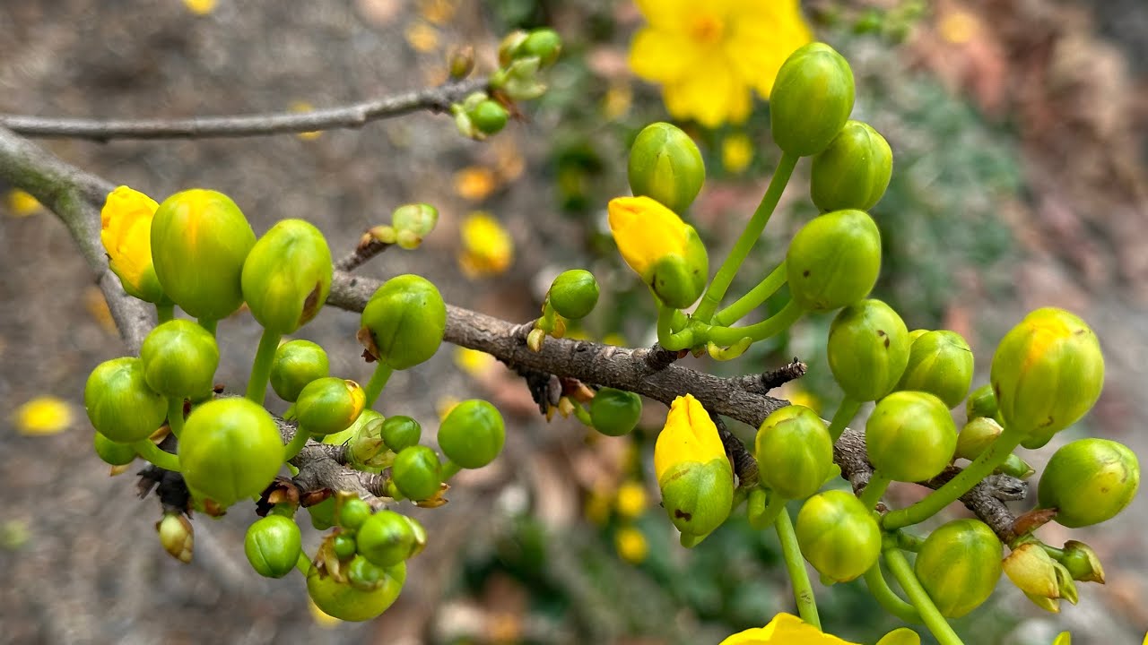 Xem giảo Huỳnh Tú lặt lá 17 ngày 