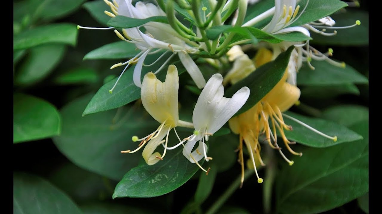 como reproducir la Madreselva (Lonicera)
