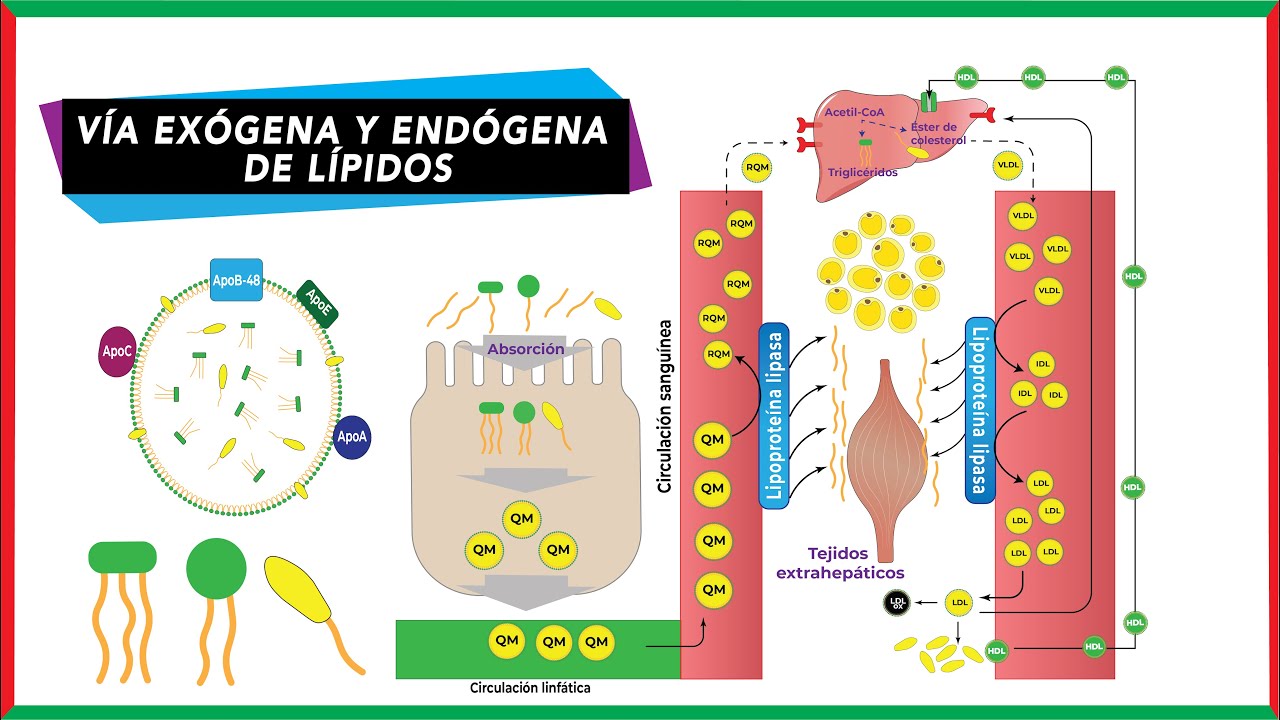 Vía endógena y exógena del colesterol | Metabolismo de lípidos
